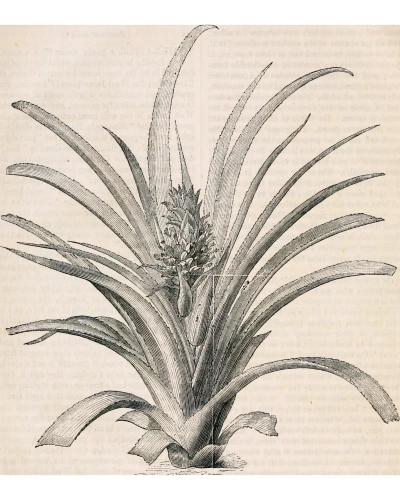Интерьерный постер “Pineapple” фото 2