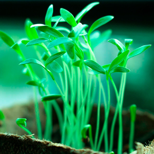 Лампа светодиодная для растений А60 Feron LB-7062 E27 12W 175-265V полный спектр фото 7