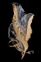 Бра Felicity Gold FL1182-2W