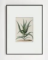 Интерьерный постер "Аloe"