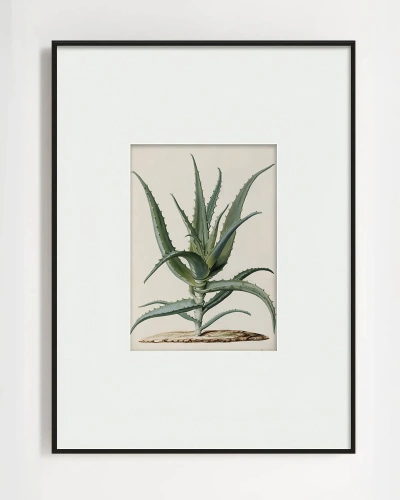 Интерьерный постер "Аloe" Интерьерный постер "Аloe"