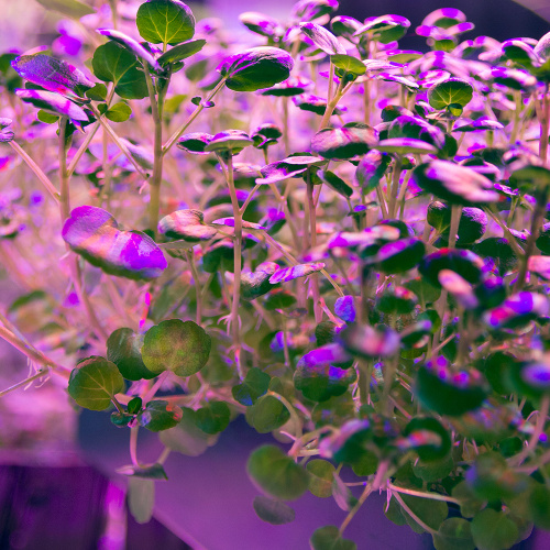 Лампа светодиодная для растений А60 Feron LB-7060 E27 10W 175-265V красно-синий спектр фото 7