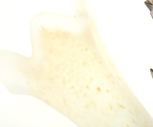 Бра 6577/A2 V2387 XP фото 3 Бра 6577/A2 V2387 XP фото 3